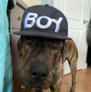 Meet your Posher, Jasper